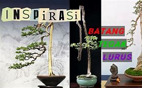 Sketsa Bonsai Serut Batang Lurus